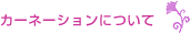 カーネーションについて