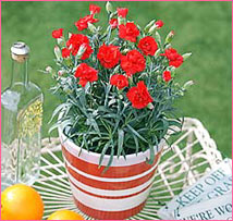 �J�[�l�[�V�����E�V���O���u���r�[�x���v