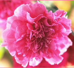 �J�[�l�[�V����